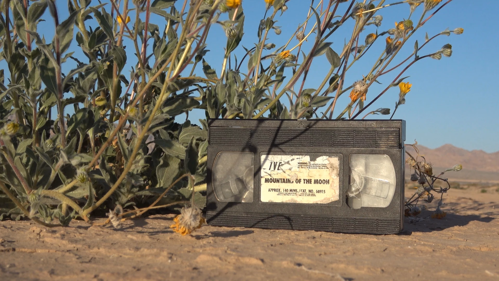 A VHS cassette among desert plants
